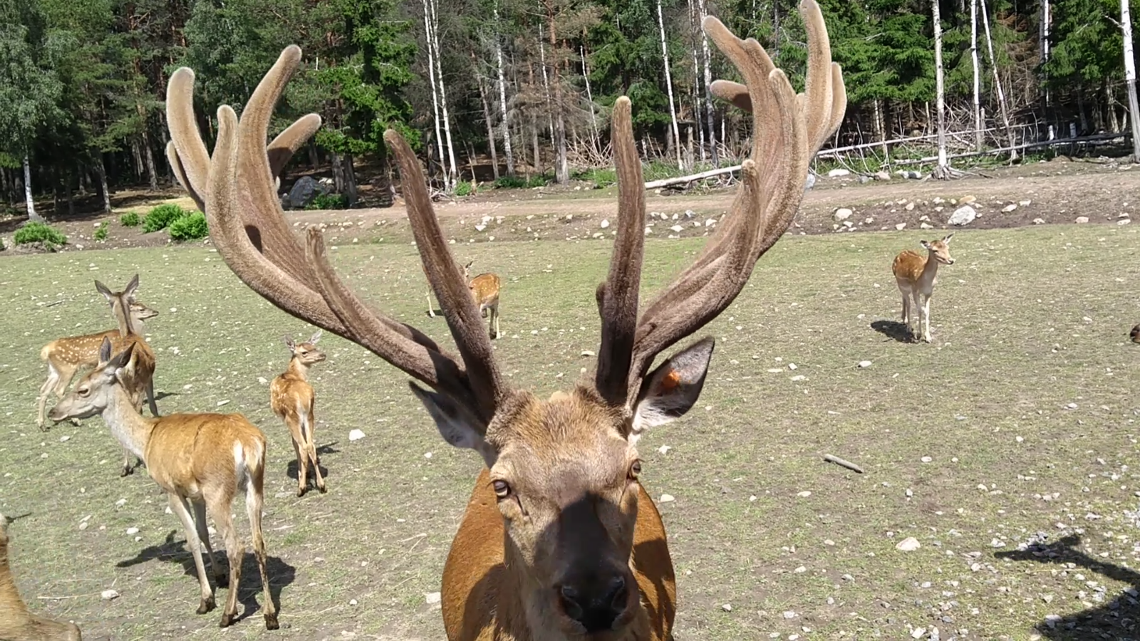 Viltsafari & Räkfrossa-Samtorps Gård – 2023