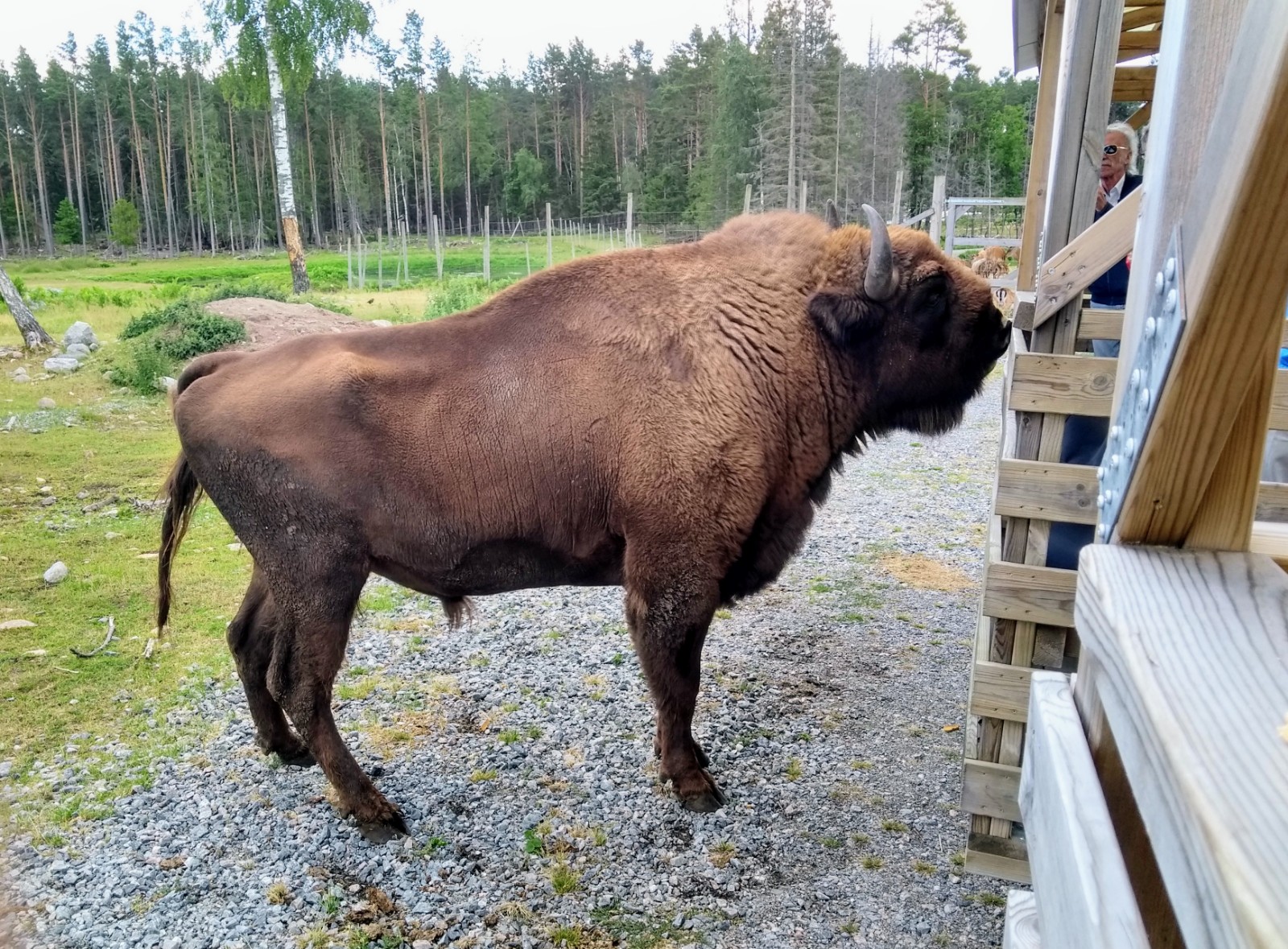 Viltsafari & Räkfrossa-Samtorps Gård – 2023